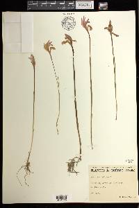 Arethusa bulbosa image