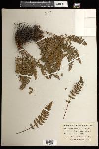 Woodsia ilvensis image