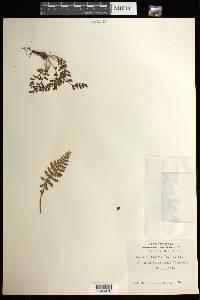 Woodsia ilvensis image