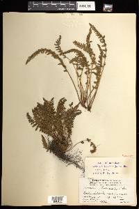 Woodsia ilvensis image