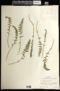 Woodsia ilvensis image