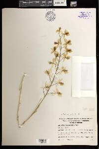 Barkeria melanocaulon image