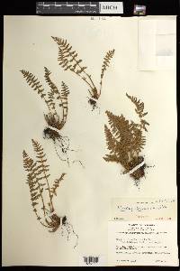 Woodsia ilvensis image