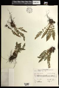 Woodsia ilvensis image