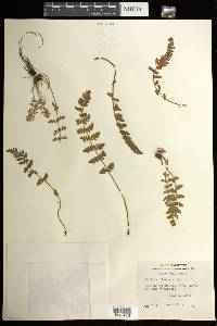 Woodsia ilvensis image