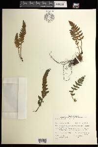 Woodsia ilvensis image