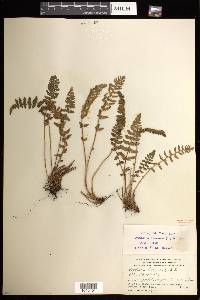 Woodsia ilvensis image