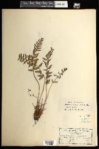 Woodsia ilvensis image