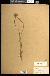 Arethusa bulbosa image