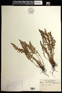 Woodsia ilvensis image