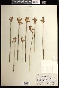 Arethusa bulbosa image