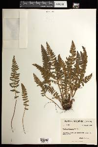 Woodsia ilvensis image