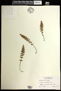 Woodsia ilvensis image