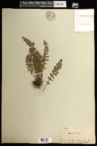 Woodsia ilvensis image