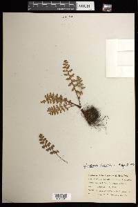 Woodsia ilvensis image