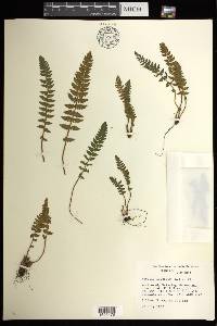 Woodsia ilvensis image