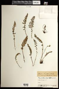 Woodsia ilvensis image