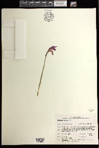 Arethusa bulbosa image