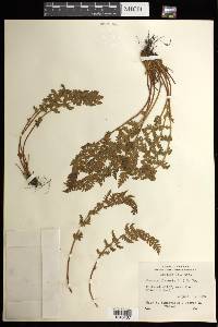 Woodsia ilvensis image