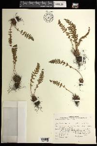 Woodsia ilvensis image