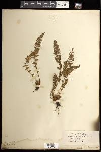 Woodsia ilvensis image