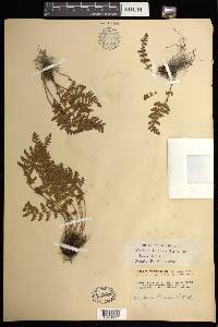 Woodsia ilvensis image