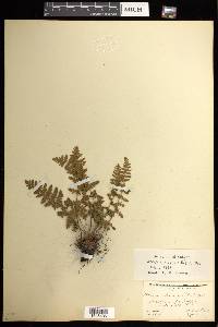 Woodsia ilvensis image