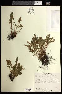 Woodsia ilvensis image