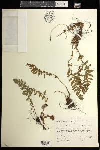 Woodsia ilvensis image