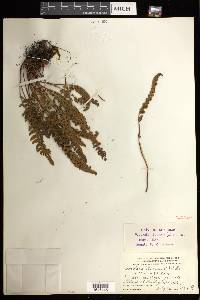 Woodsia ilvensis image