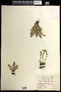 Woodsia ilvensis image