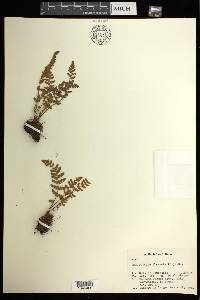 Woodsia ilvensis image