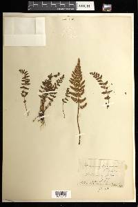 Woodsia ilvensis image