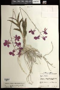 Barkeria scandens image