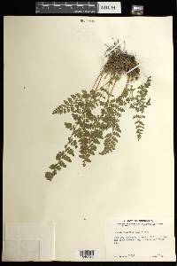 Woodsia ilvensis image