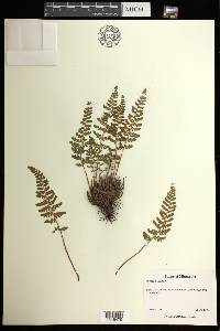 Woodsia ilvensis image