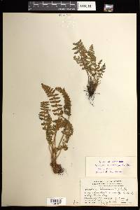 Woodsia ilvensis image