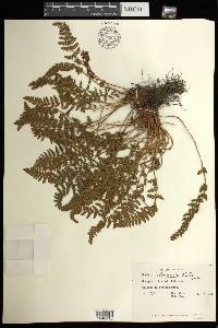 Woodsia ilvensis image