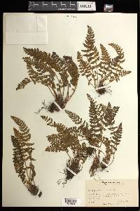 Woodsia ilvensis image