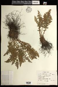 Woodsia ilvensis image