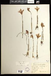 Arethusa bulbosa image