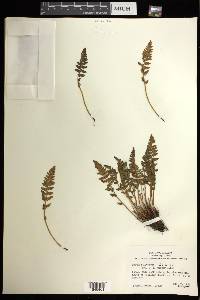 Woodsia ilvensis image