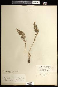 Woodsia ilvensis image