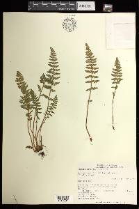 Woodsia ilvensis image