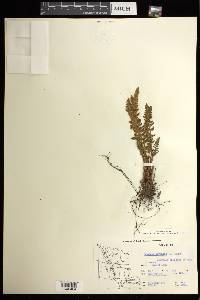 Woodsia ilvensis image