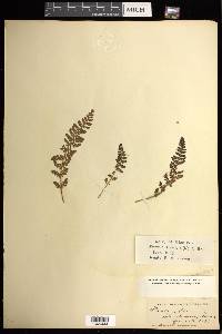 Woodsia ilvensis image