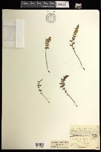 Woodsia ilvensis image