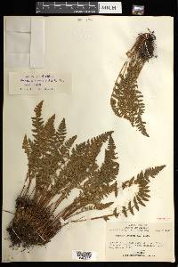 Woodsia ilvensis image