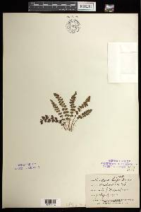 Woodsia alpina image