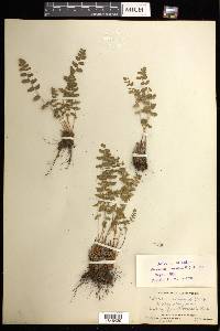 Woodsia ilvensis image